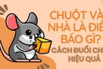 Chuột vào nhà điềm gì