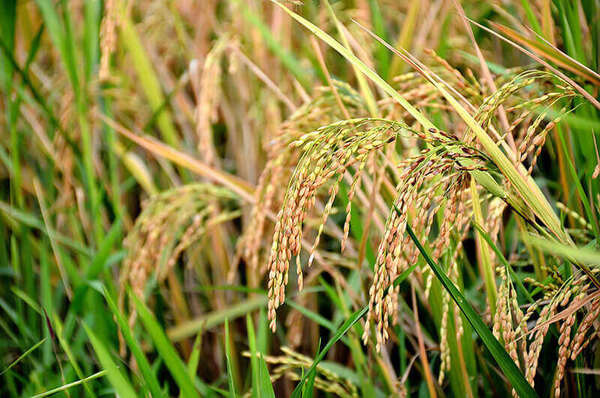 Mơ thấy lúa chín